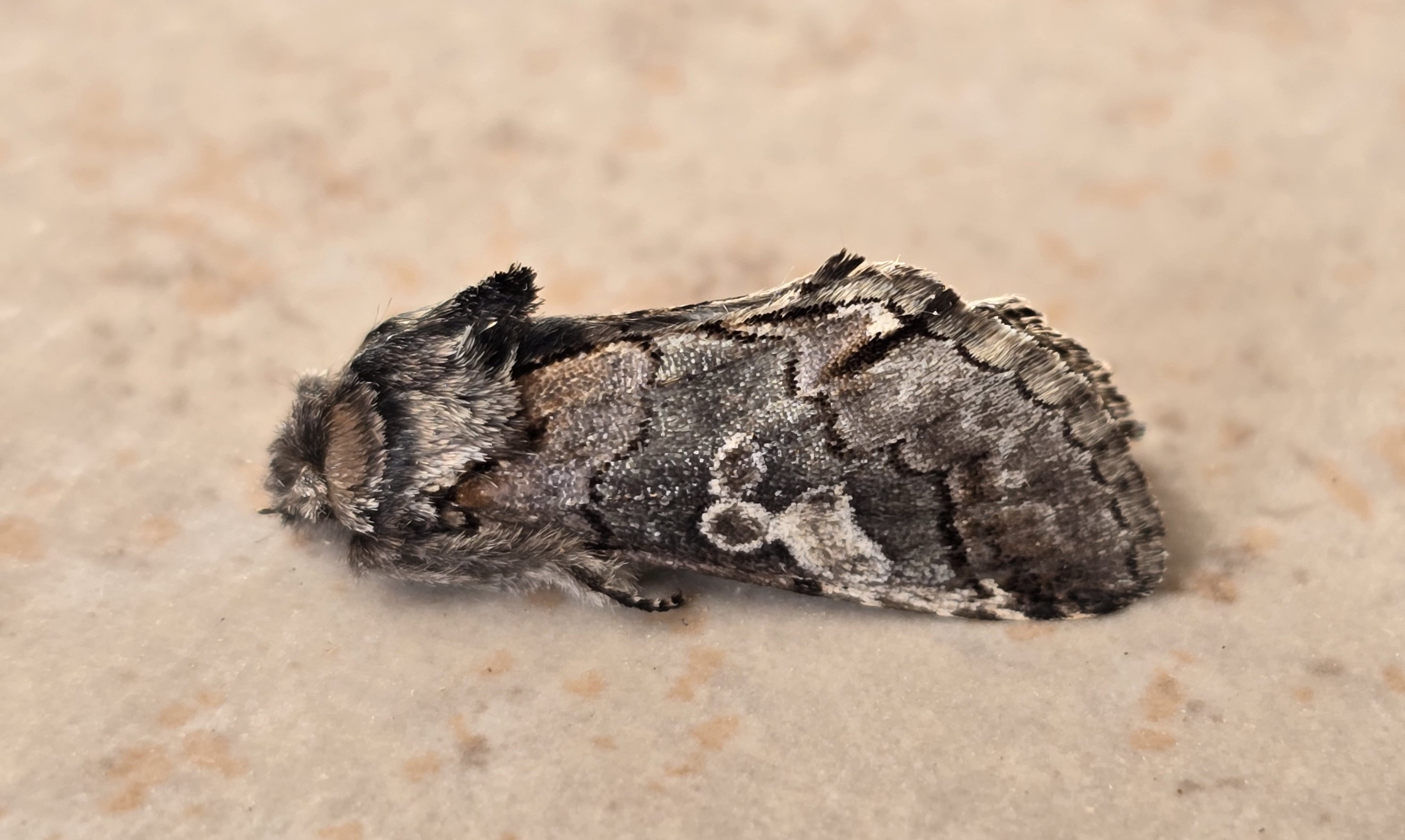 Photo of Figure of Eight (Diloba caeruleocephala)